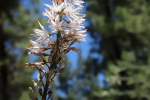 Fleurs des champs