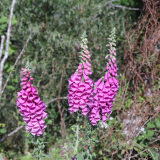 Digitalis-purpurea