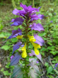 Melampyrum-nemorosum