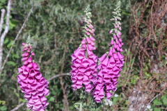 Digitalis-purpurea