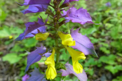 Melampyrum-nemorosum
