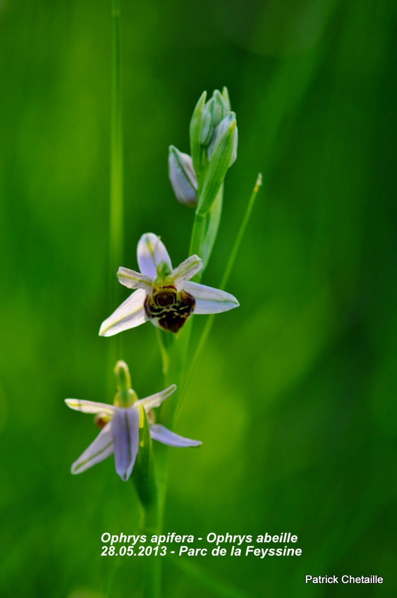 20150528-Ophrys-apifera-Feyssine
