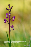 20140508-Anacamptis-laxifolia-Maures