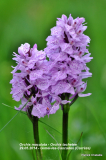 20140529-Orchis-tachetee-Gimel