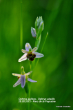 20150528-Ophrys-apifera-Feyssine