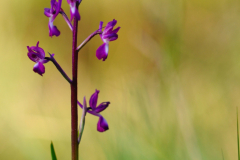 20140508-Anacamptis-laxifolia-Maures