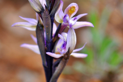 20140508-Limodore-a-feuilles-avortees-Maures