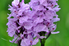 20140529-Orchis-tachetee-Gimel