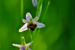 20150528-Ophrys-apifera-Feyssine