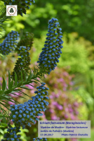 Echium-fastuosum-17.04.2017-Viperine-de-Madere-1500-px
