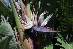 Strelitzia-nicolai - Strelitzia du grand-duc Nicolas