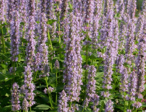 Agastache-Blue-Fortune