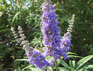 Gattilier Inflorescence