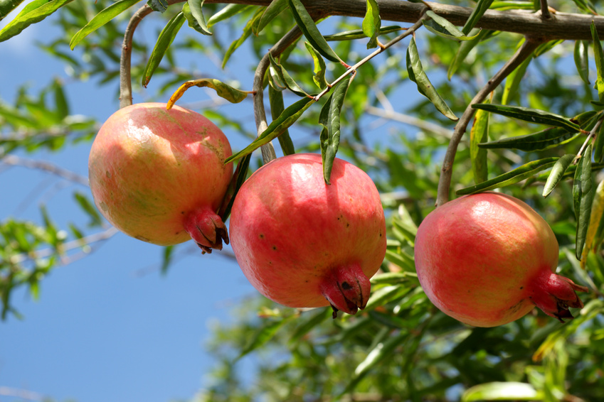 Grenadiers-fruits