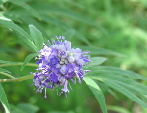 Vitex-agnus-castus