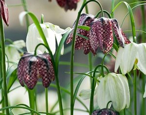 Fritillaria meleagris