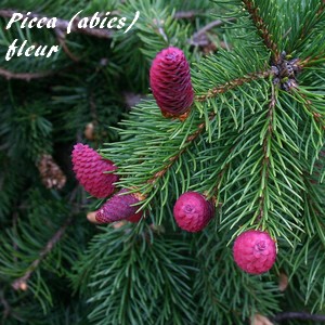 Picea-abies-fleur