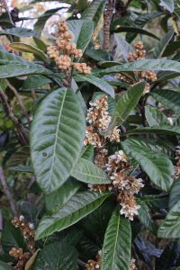 Eriobotrya japonica