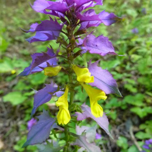 Mélampyre des bois