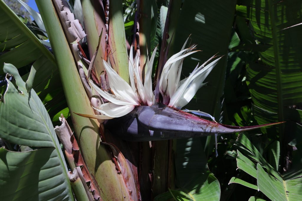 Strelitzia nicolai