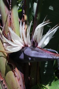 Strelitzia nicolai