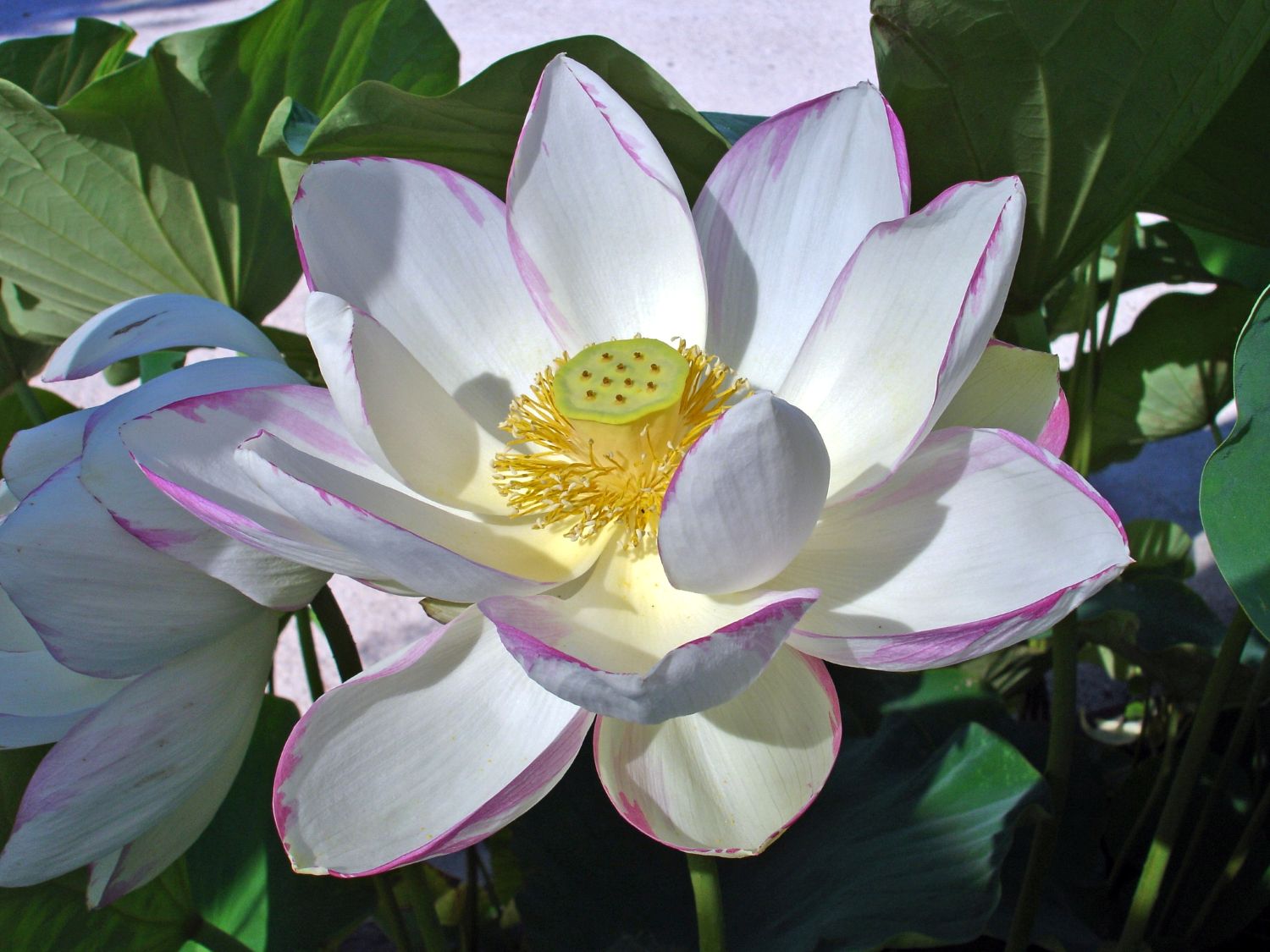 2006.06. Fleur de lotus - Nelumbo nucifera - Michel Javaux