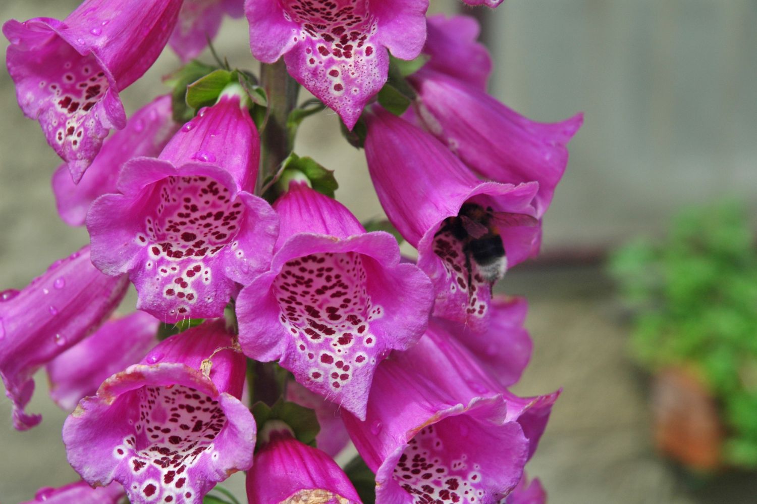 2007.05. Digitale pourpre - Digitalis pupurea - Bernard Mauchamp