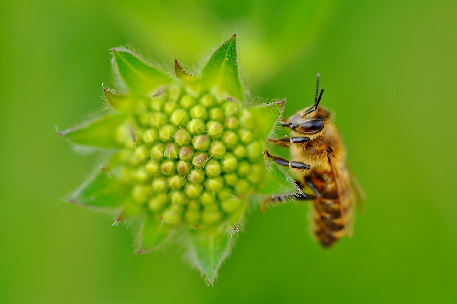 2013.04. Abeille domestique - Apis mellifera sur Knautia - Patrick Chetaille