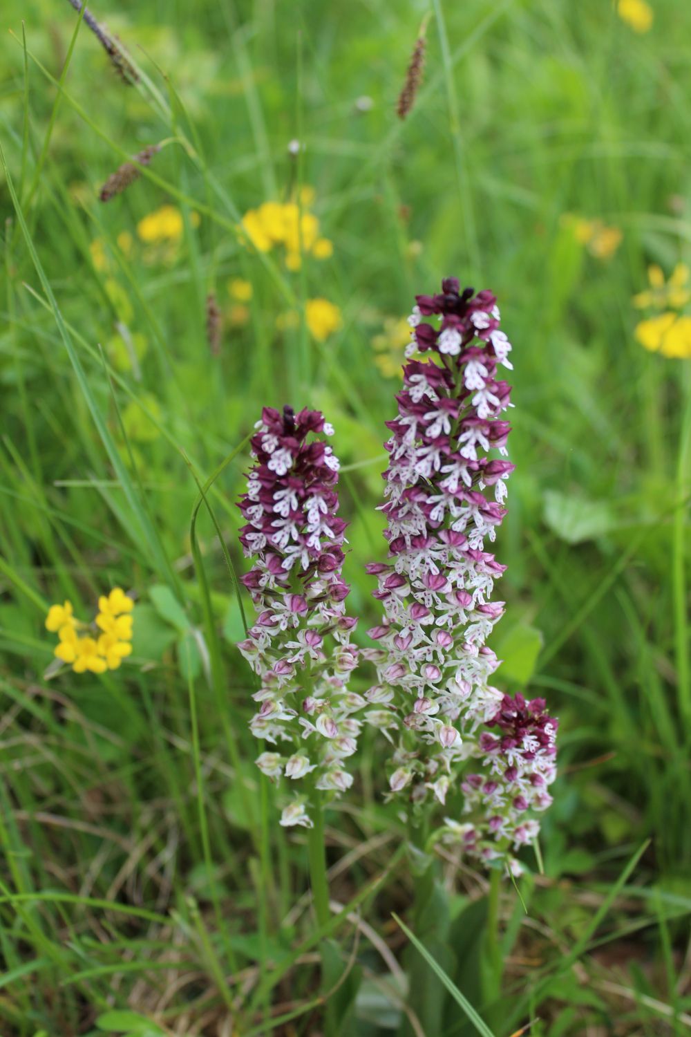 2015.05. Orchis brûlé - Neotinea ustulata - Monts d'Or - Michel Javaux