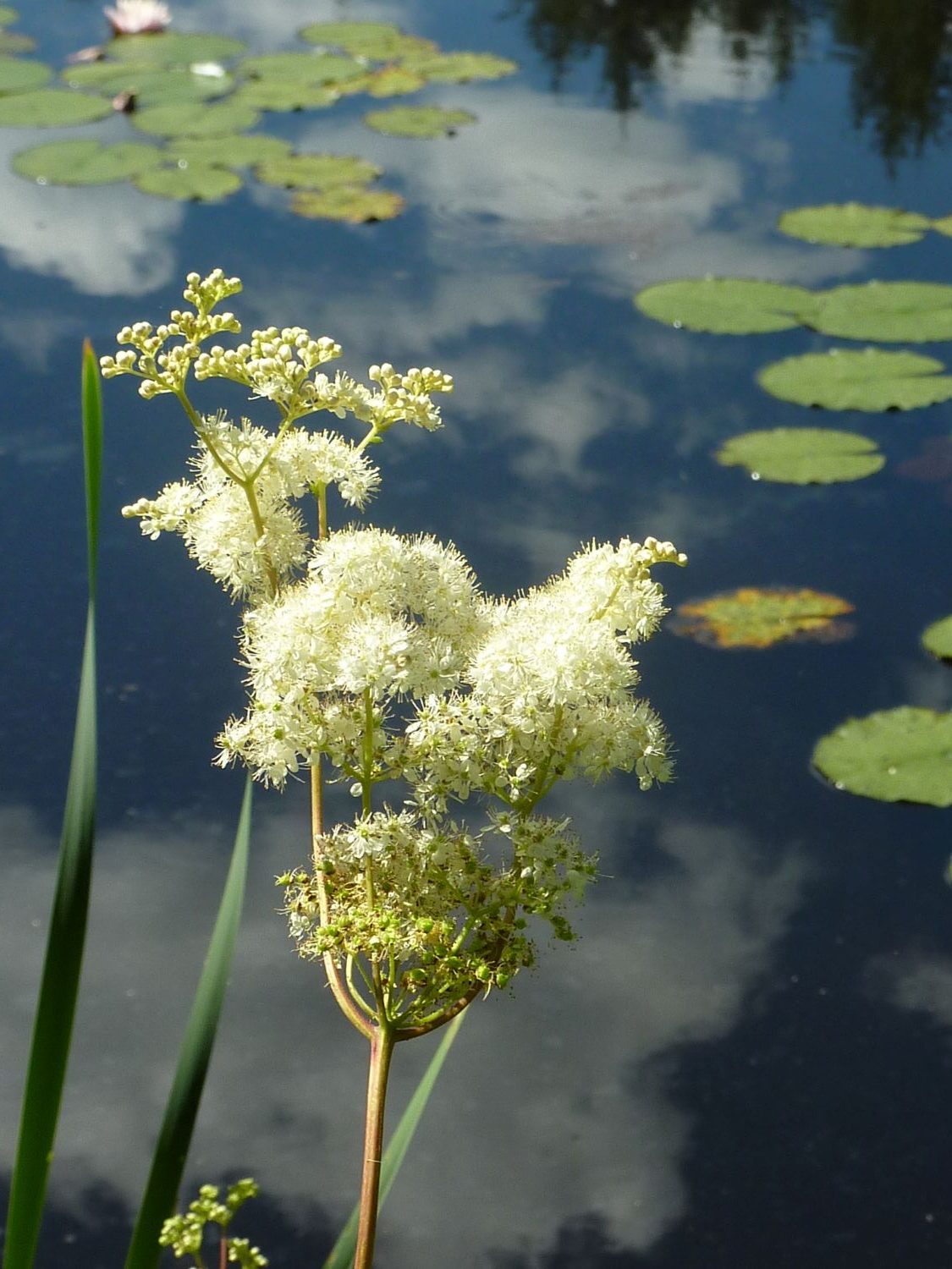 2016.07. Reine des prés - Filipendula ulmaria - Chantal Jarry