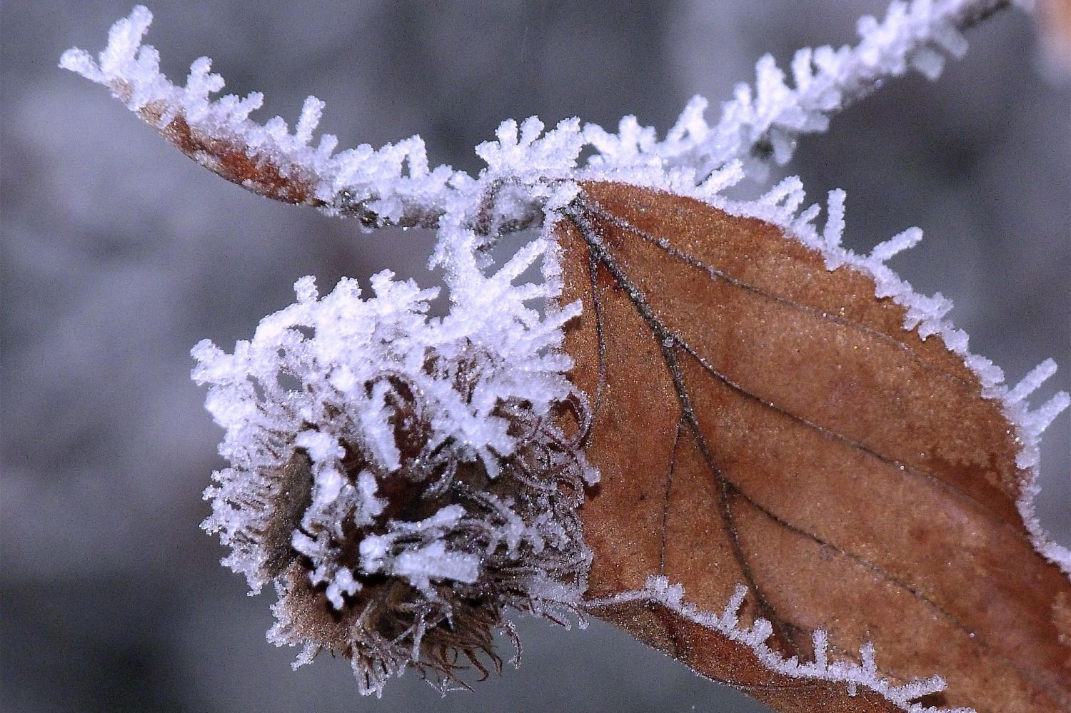 2016.12. Givre sur feuille et faîne de hêtre- Fagus sylvatica- Limonest- Francis Gatineau