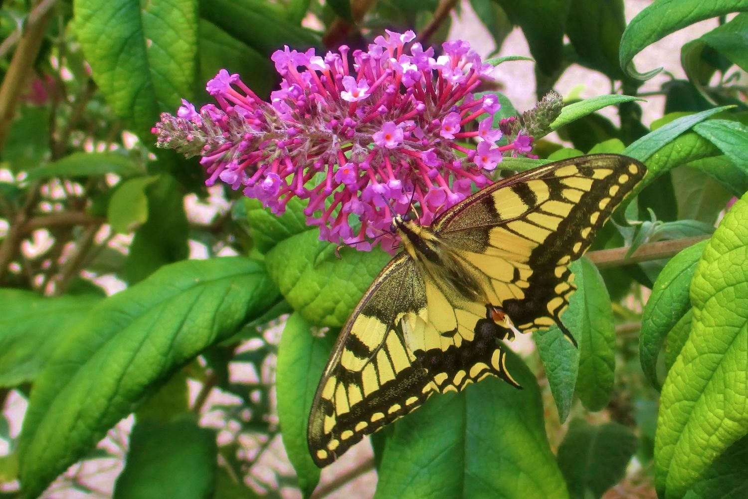 2017.07. Machaon- Papilio machaon- sur arbre du Père David- Buddleja davidii- Armand Grandi