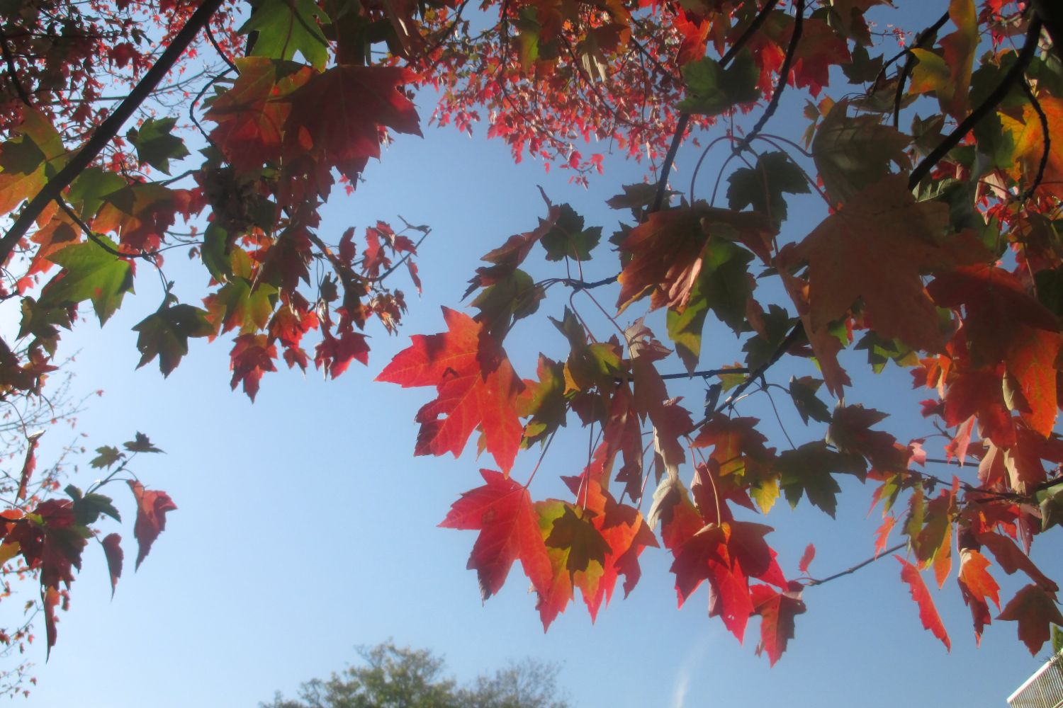 2017.10. Erable rouge du Canada- Acer rubrum- Armand Grandi