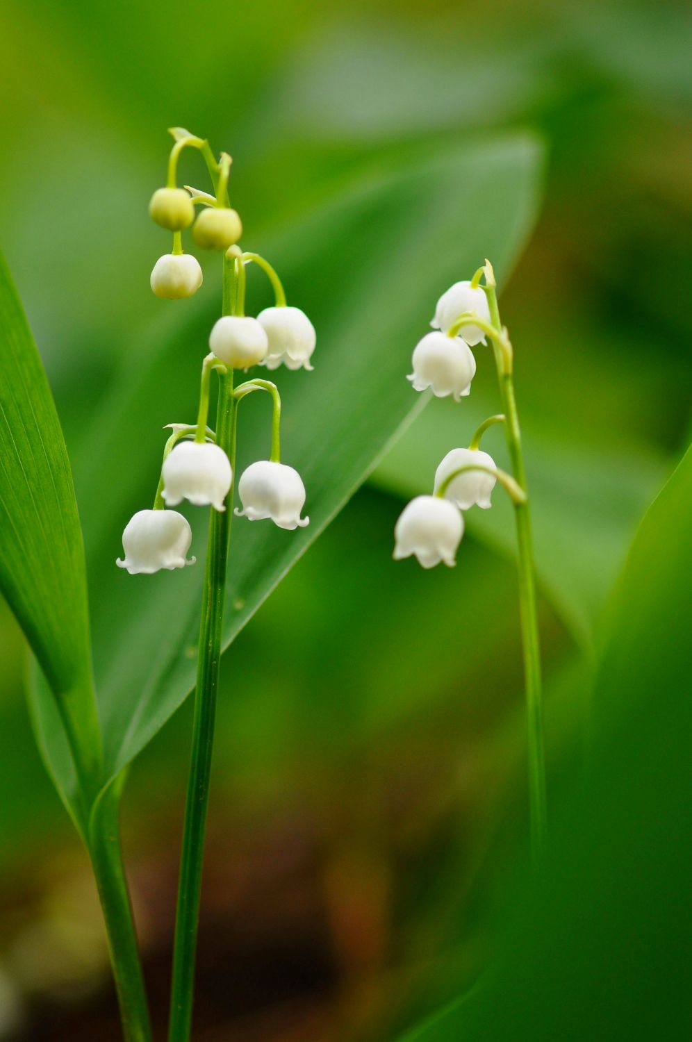 2018.04. Muguet des bois- Convallaria majalis- Ain- Patrick Chetaille
