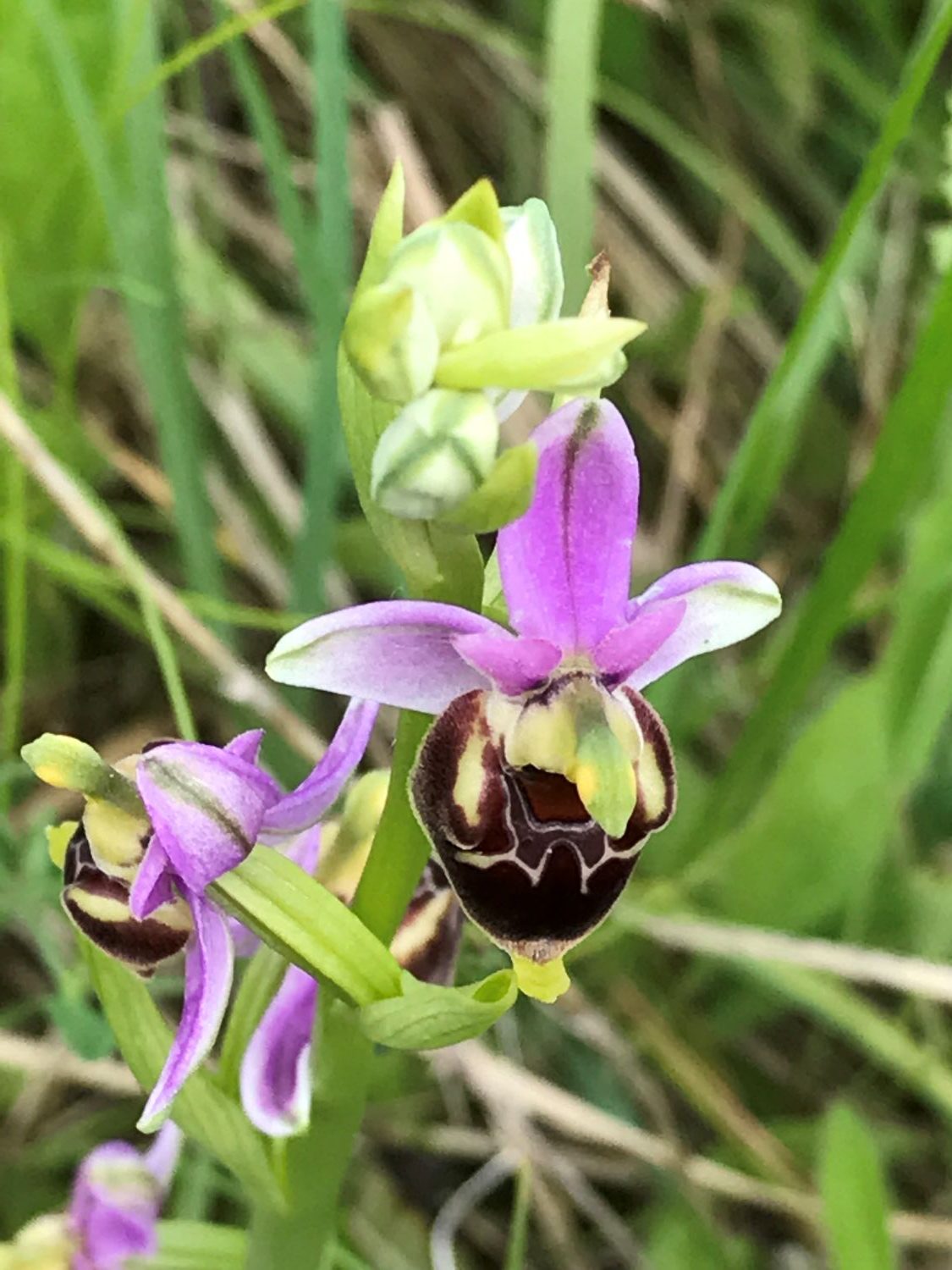 2018.05. Ophrys frelon- Ophris fuciflora- Monts d'Or- Michel Javaux