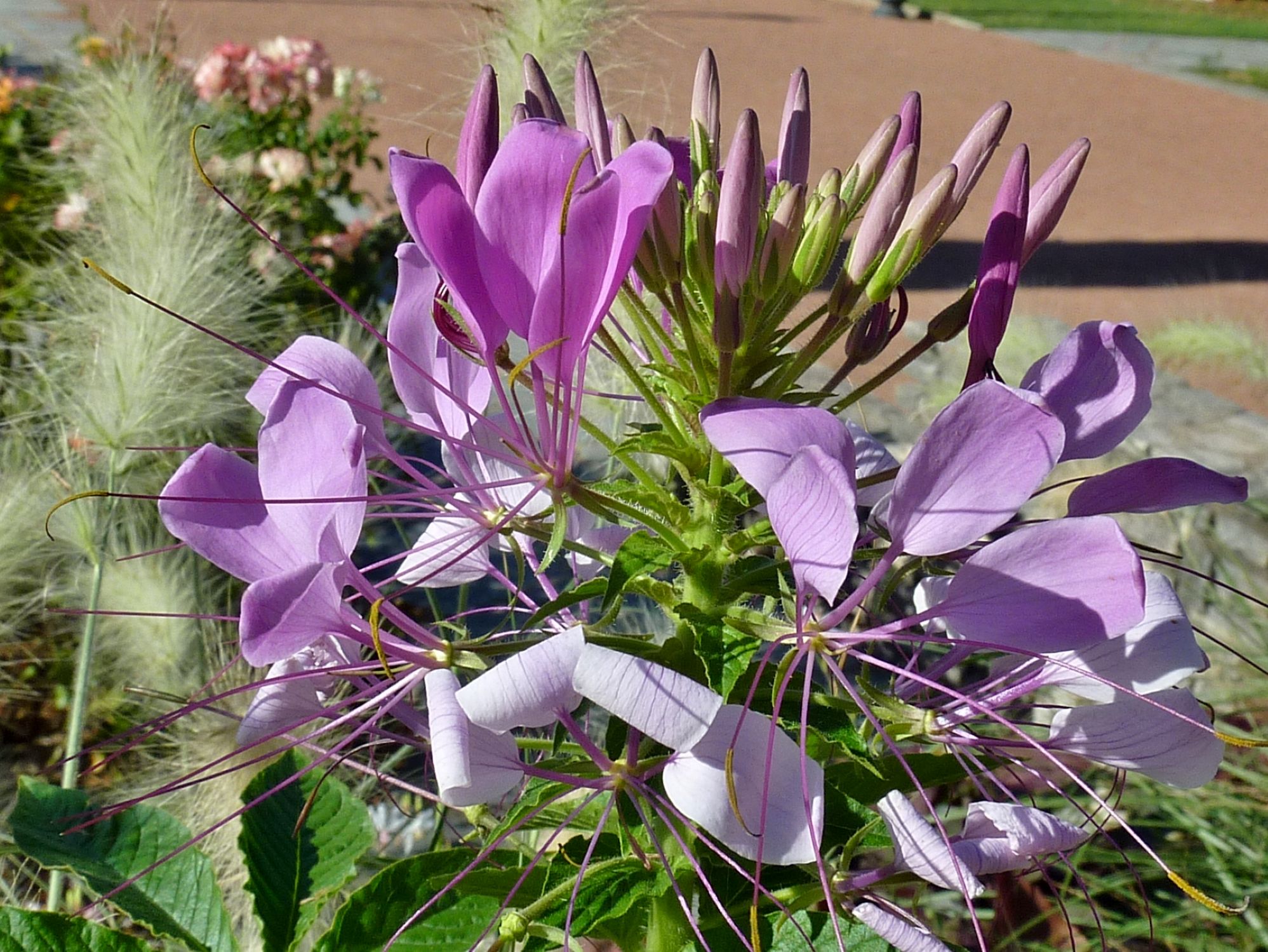 2018.07. Fleur de Cléome- Parc Tête d'Or- Chantal Jarry