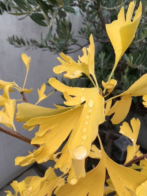 2018.11. Arbre aux mille écus- Ginkgo biloba- Lyon- Nicole Ozbolt
