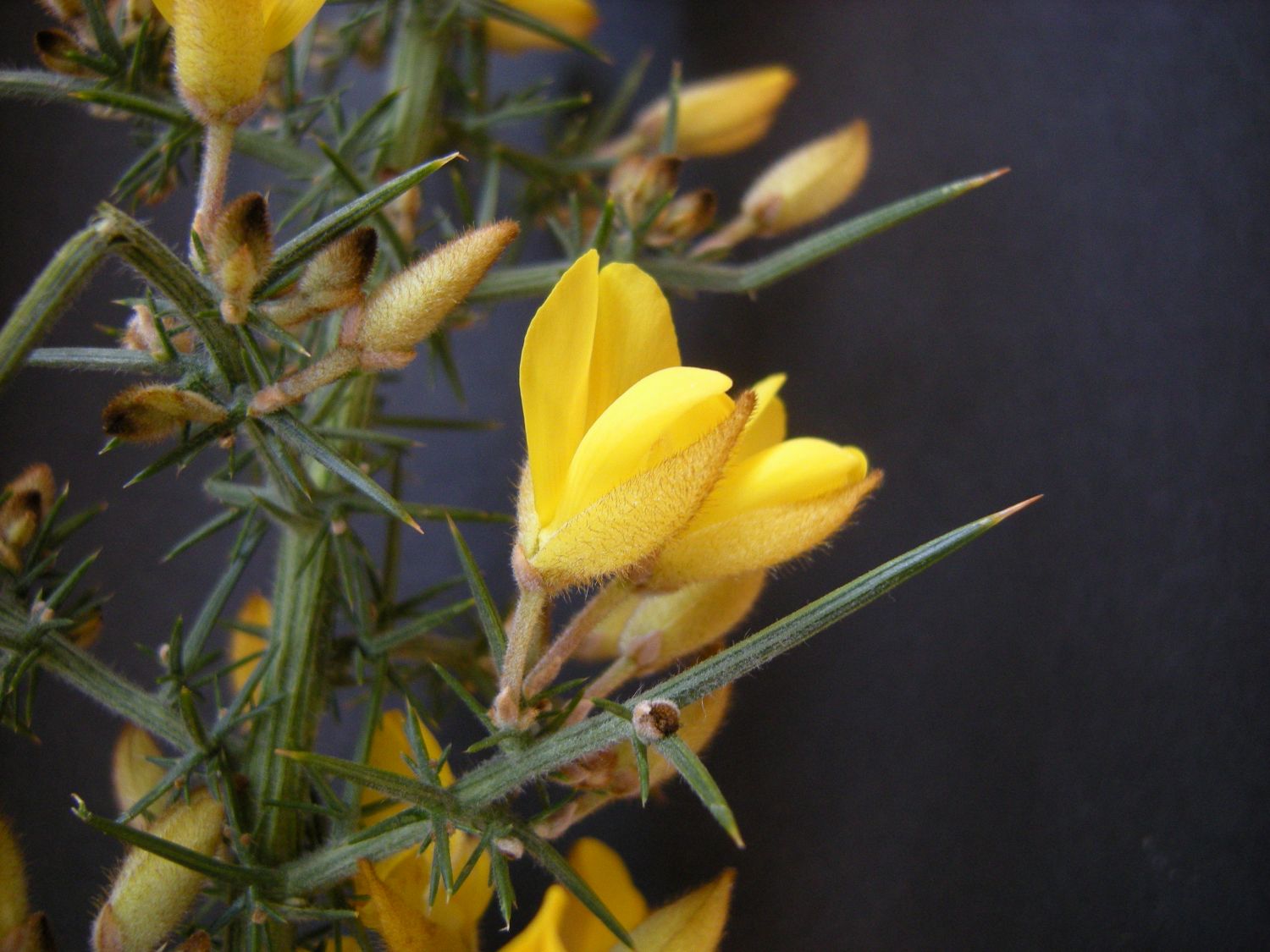 2019.03. Ajonc d'Europe- Ulex europaeus- Bretagne- Patrice de Marqueissac