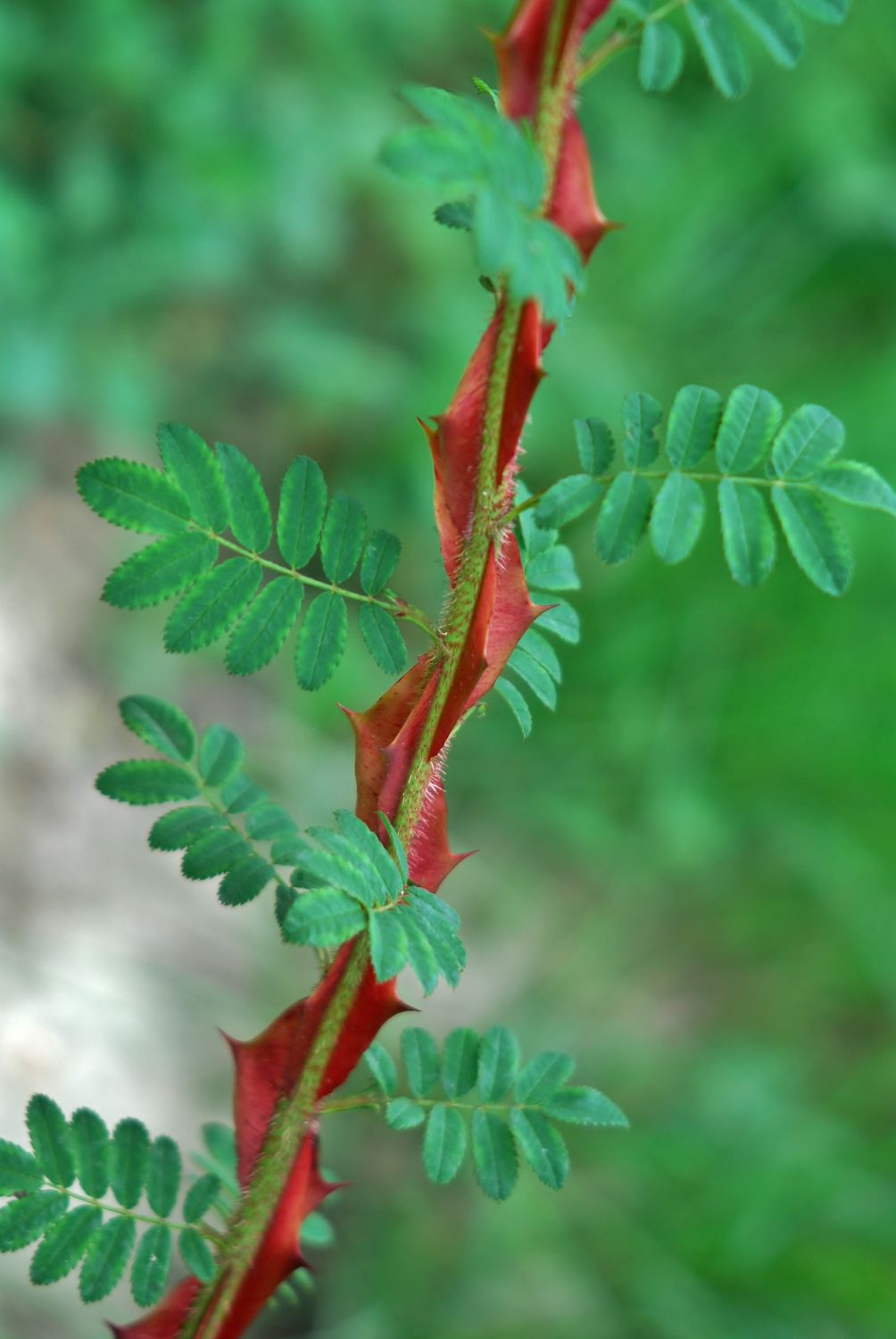 2021.06. Rosier soyeux botanique- Rosa omeiensis pteracantha- Bernard Mauchamp