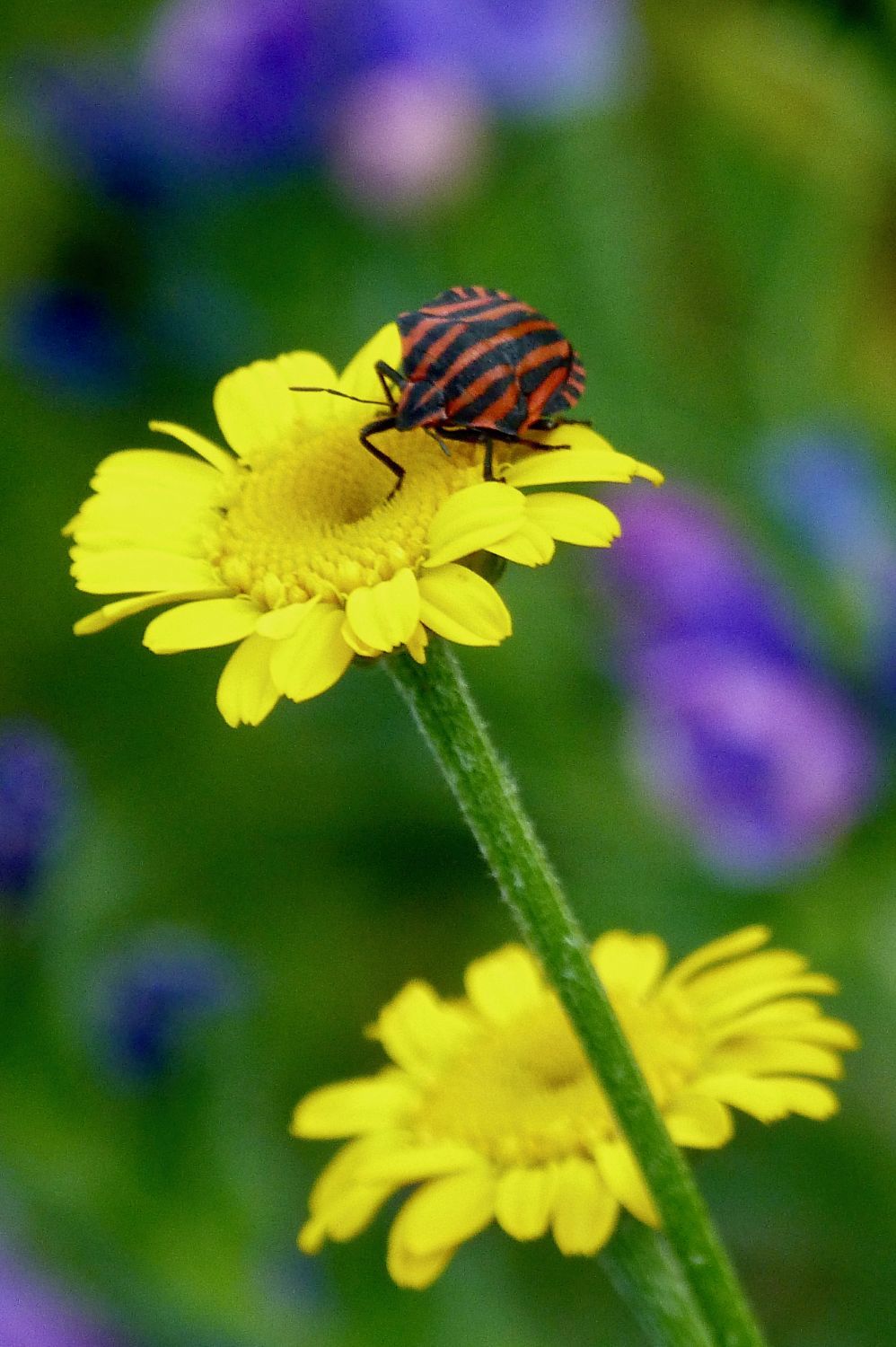 2021.07. Punaise arlequin- Graphosoma italicum- sur Anthémis des teinturiers- Cota tinctoria- Monts d'Or- Francis Gatineau