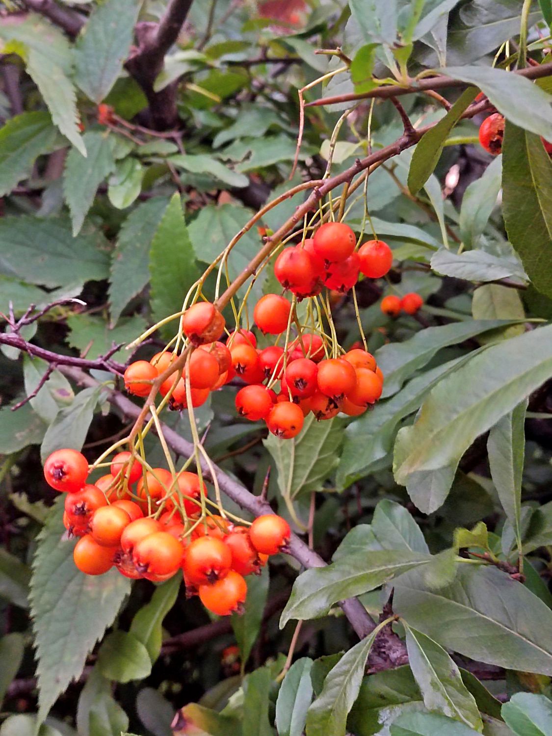 2022.10. Buisson-ardent du Népal- Pyracantha crenulata- Ousmane Barry