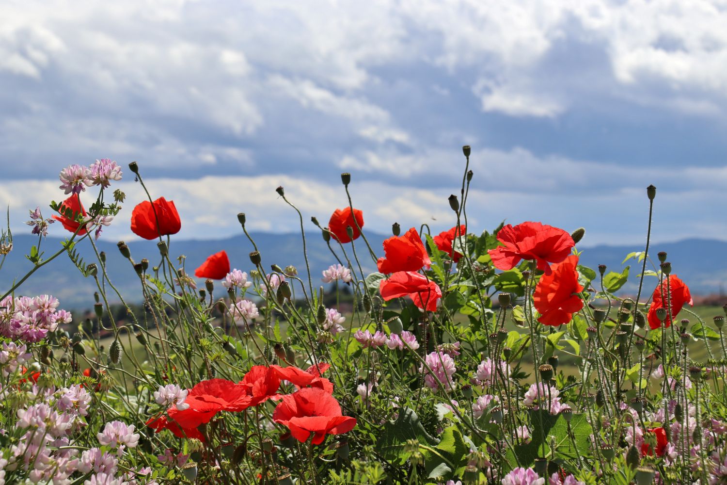2023.06. Paysage de vesces et coquelicots- Environs de Lyon- Dominique Roghi