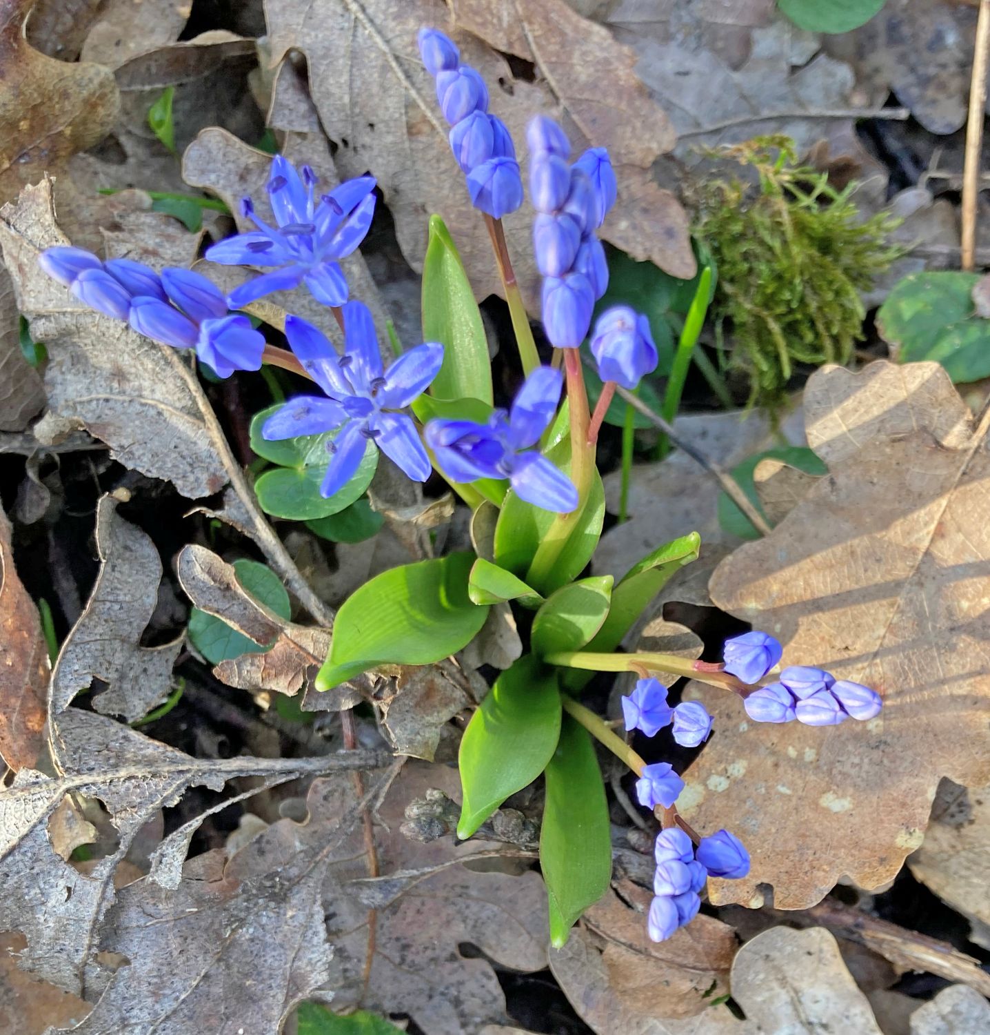 2024.02. Scilles à deux feuilles- Scilla bifolia- Mont d'Or- Sylvie Fougère