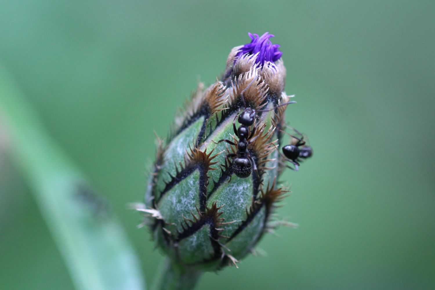 2024.06. Fourmis sur centaurée de Lyon- Cyanis lugdunensis- Philippe Camous