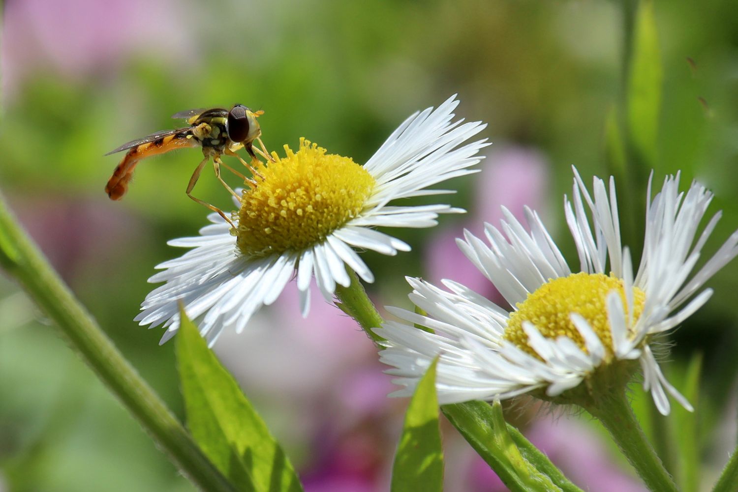 2024.06. Syrphe porte-plume- Sphaerophoria scripta- sur Erigeron sp.- Dominique Roghi
