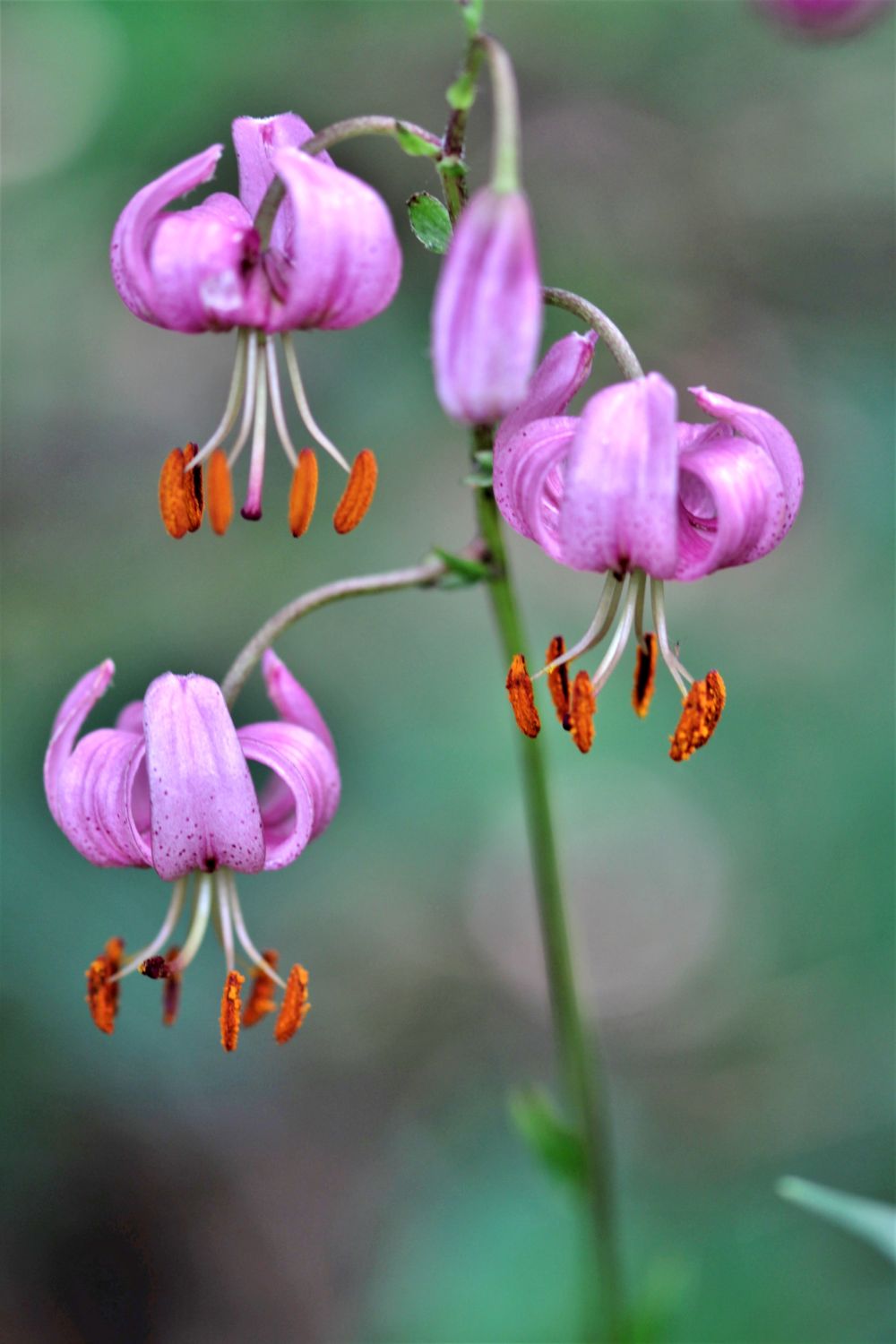 2024.07.Lis martagon- Lilium martagon- Mont d'Or- Philippe Camous