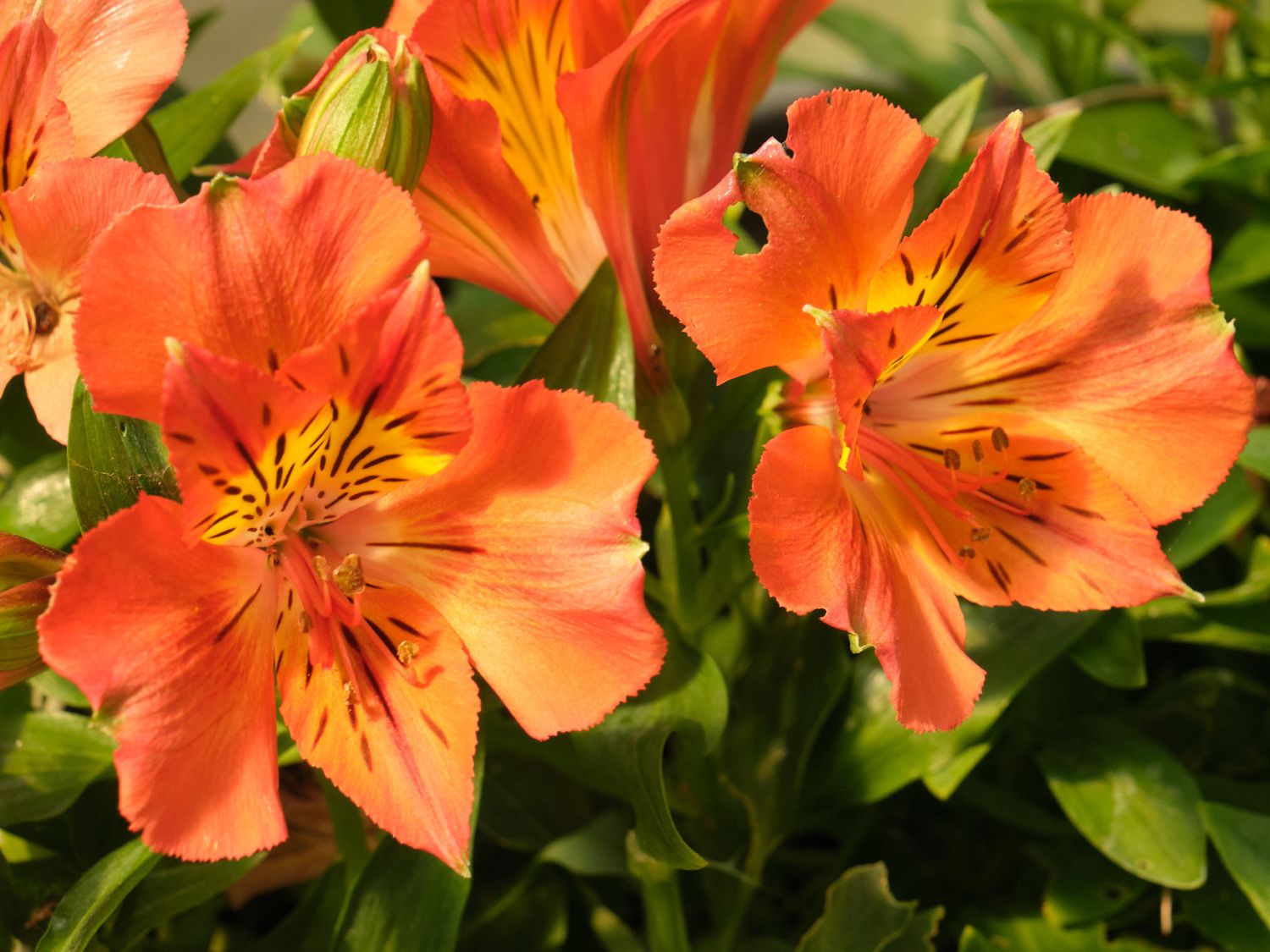 2025.06. Lis des Incas- Alstroemeria aurea- Michel Robin